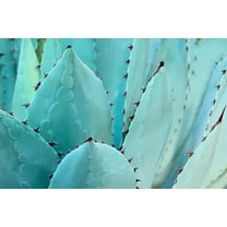 Marmont Hill Cactus Canvas Wall Art
