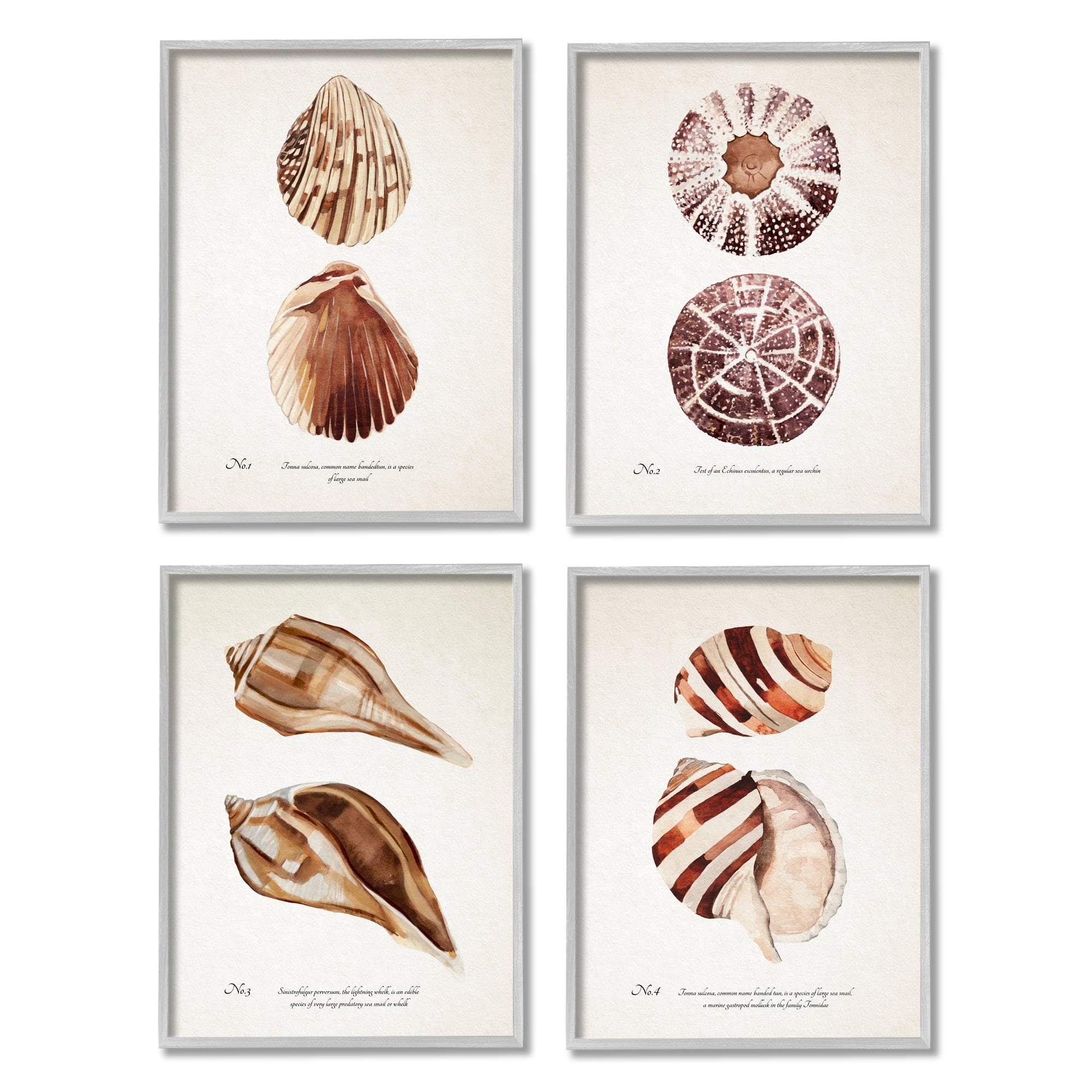 Stupell Industries Elegant Beach Seashells Exquisite Marine Life ,11 x 14, Design by Annie Warren