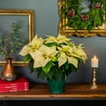 thumbnail image 4 of Holiday Time 3.5QT White Poinsettia Live Houseplant Green Foil Cover Indirect Sunlight, 4 of 9