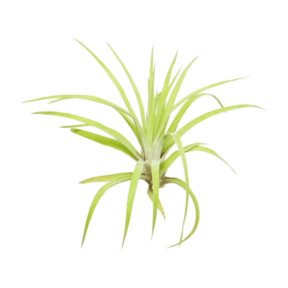 Tillandsia Velutina Air Plant