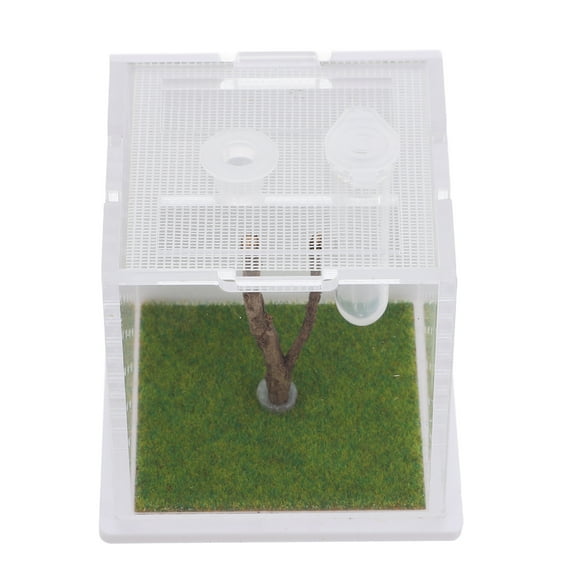 FRCOLOR Gator Board for Watercolor Jumping Spider Breeding Box 6.60X6.60X6.50CM