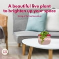 thumbnail image 4 of String of Turtles Peperomia Prostrata, Vining Plant, Live Tiny Mini Pixie Plant, 2 inch Pot by BubbleBlooms, 4 of 9