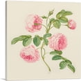 thumbnail image 1 of ARTCANVAS Provence Rose 1705 Canvas Art Print by Maria Sibylla Merian - Size: 26" x 26" (1.50" Deep), 1 of 9