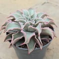 thumbnail image 3 of Echeveria Madiba - Live Starter Plant in a 2 Inch Growers Pots - Rare and Beautiful Compact Colorful Easy Care Succulent, 3 of 7
