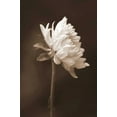 thumbnail image 2 of Peck, Gail 13x18 White Modern Wood Framed Museum Art Print Titled - Sepia Flower I, 2 of 4