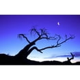 thumbnail image 2 of Posterazzi DPI10353 Silhouette of A Tree Poster Print - 17 x 11 in., 2 of 4