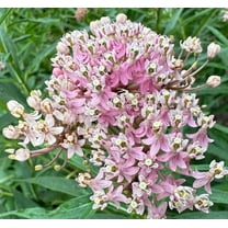 Cinderella Pink Swamp Milkweed Butterfly Weed Asclepias incarnata Premium Seed Packet Monarch