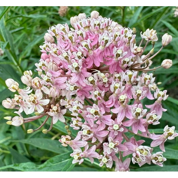 Cinderella Pink Swamp Milkweed Butterfly Weed Asclepias incarnata Premium Seed Packet Monarch