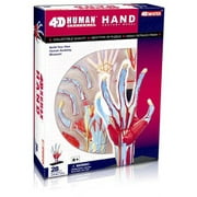 Visible 4D Hand Anatomy Kit (5-3/8") (D)