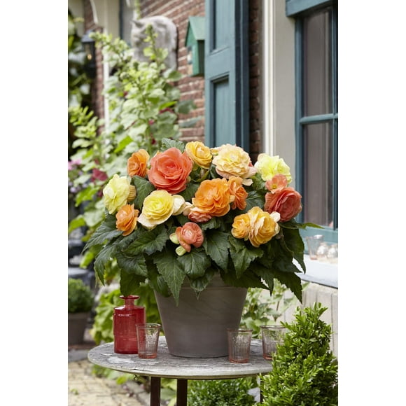 Bégonia Double Pastel Assortiment Bégonia Double Pastel Assortiment 4 Bulbes