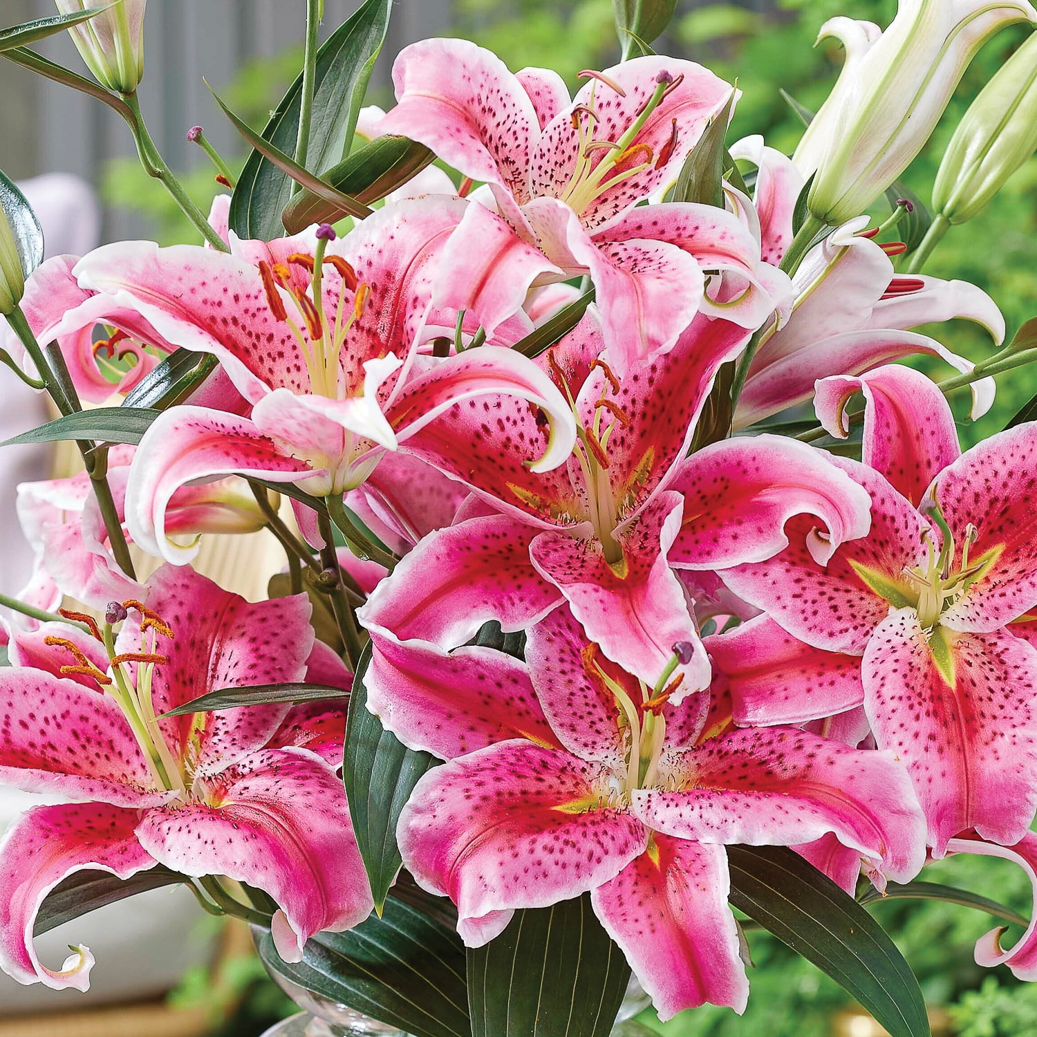 Lily Expert Gardener Lily Stargazer Set of 3 Dormant Bulbs