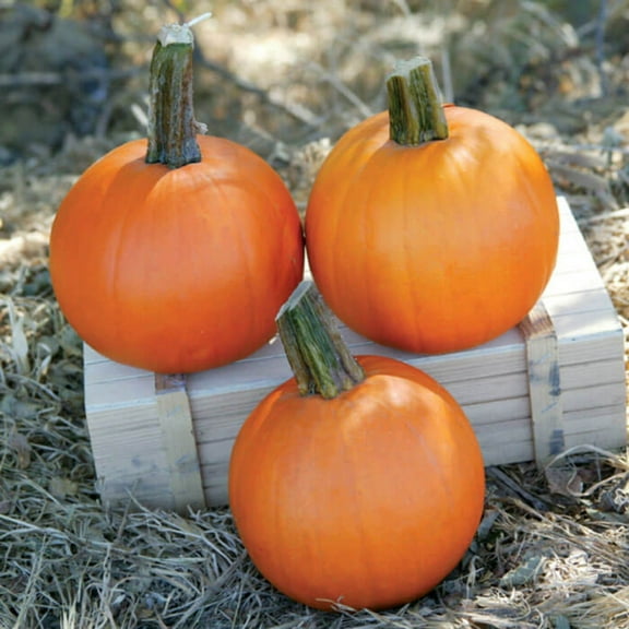 Treated Pumpkin Cannon Ball F1 Seed