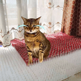 thumbnail image 3 of 20X Spikes Repeller Cat Plastic Bird Repellent Anti Pigeon Anti-Bird Squirrel Garden Fences Control Transparent Spikes, 3 of 7