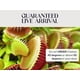 thumbnail image 2 of Kit de Planta Carnívora Venus Atrapamoscas Viva con Maceta - Nature Gift Store, 2 of 5