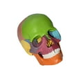 thumbnail image 1 of Life Size Anatomical Teaching Skeleton Head 15 Parts Assembled Model 15 Parts Assembled Detachable, 1 of 8