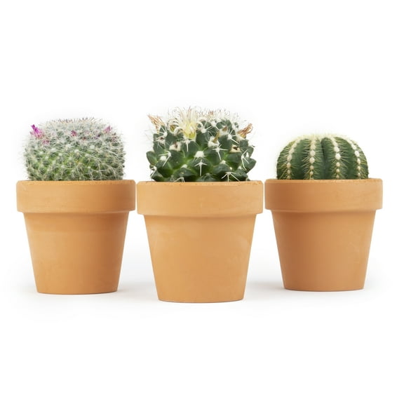 Altman Plants 2.5" Assorted Cactus Live Plants (3 Pack) with Clay Pot