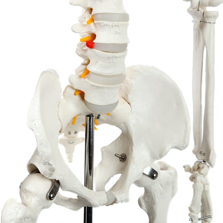 Axis Scientific Full-Size Adult Skeleton Anatomy Model - Made for