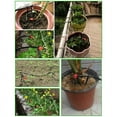 thumbnail image 5 of 200 * Irrigation Drip Support Stakes-Black, 5 of 6