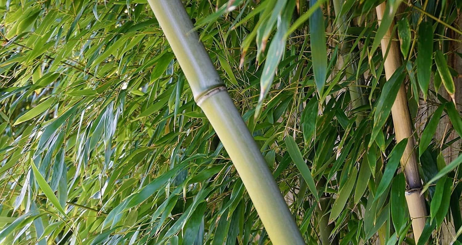 Oldhamii Bamboo  3 Live Plants  Bambusa Oldhamii  Privacy Screen Bamboo  Fast-Growing Garden Foliage  Tall Decorative Landscape Specimen