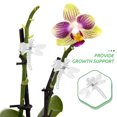 thumbnail image 3 of BESTYASH 10Ud Clips Para Plantas Transparentes Para Sujetar Y Soporte De, 3 of 6