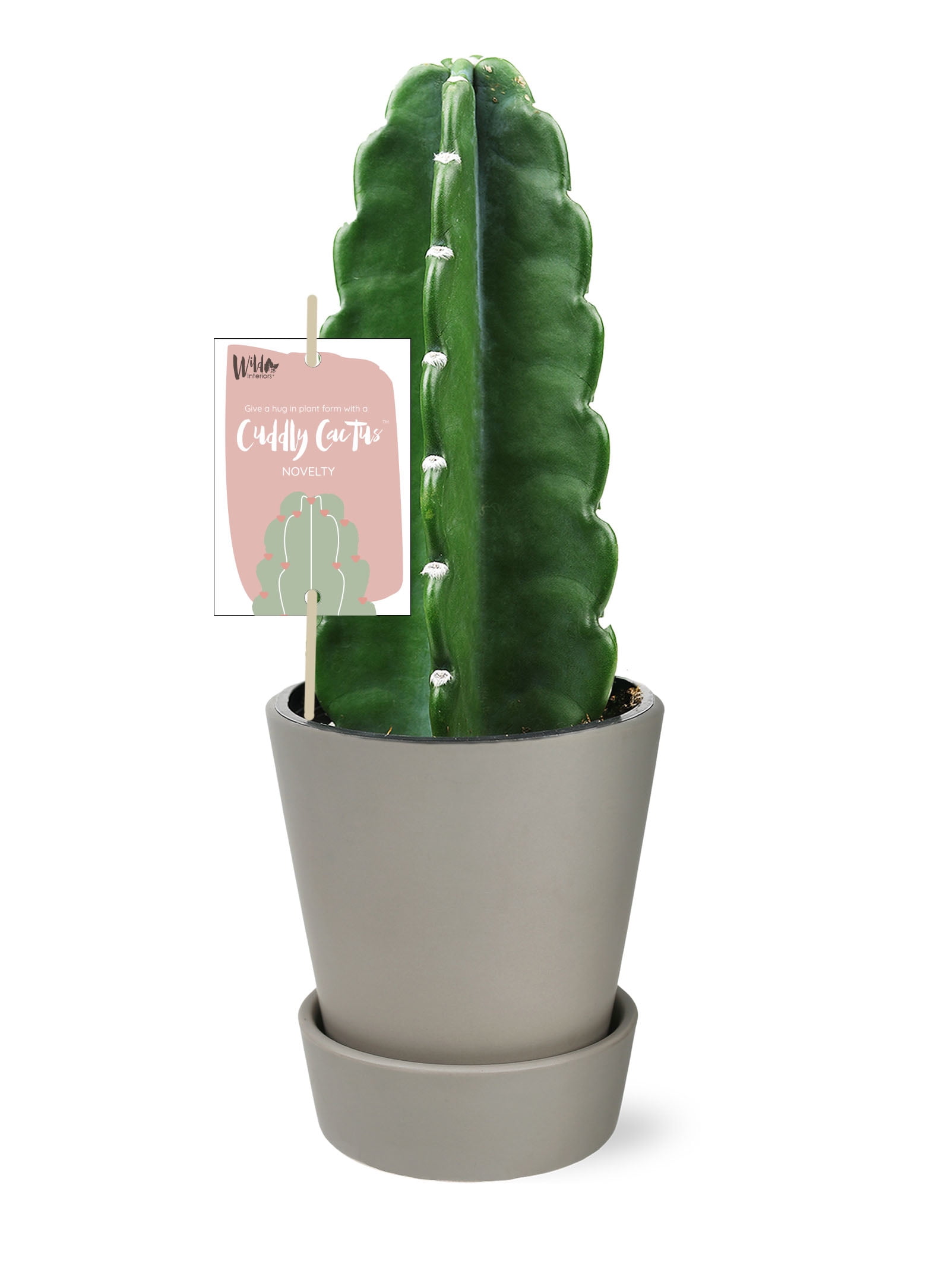 Details about   Opuntia zebrina cactus Succulent potted Home live plants high 6-8cm 