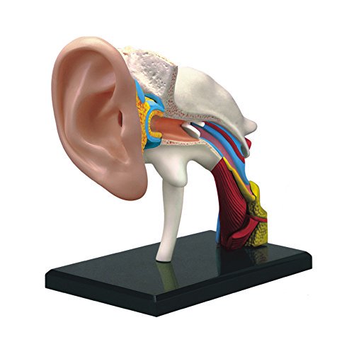 Modelo de anatomía del oído humano Famemaster 4D-Vision Fame Master 0084777368204