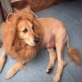 thumbnail image 3 of Yomiee Lion Mane for Dog with a Lion's Tail, Dog Costumes, Lion Wig for Dog with Ears Pet Lion Mane Costume Button Adjustable, Home/Travel Essentials, 3 of 4
