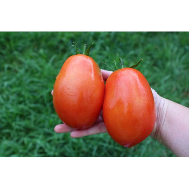 Supersauce Tomato Plant 4 5 Pot World S Largest Paste Tomato Walmart Com Walmart Com