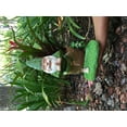 thumbnail image 4 of Zen Gnome and Zen Frog - Tree Pose– Tranquility and Peacefulness for your Fairy Garden and Garden Gnomes by GlitZGlam. A large 11” Inches Tall Miniature Gnome Figurine, 4 of 9