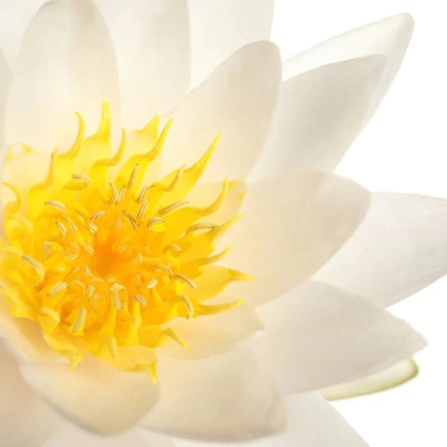 White Lotus Extract Powder 350 Grams