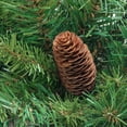 thumbnail image 2 of Northlight 72" Unlit Dakota Red Pine with Pine Cones Commercial Artificial Christmas Wreath, 2 of 2
