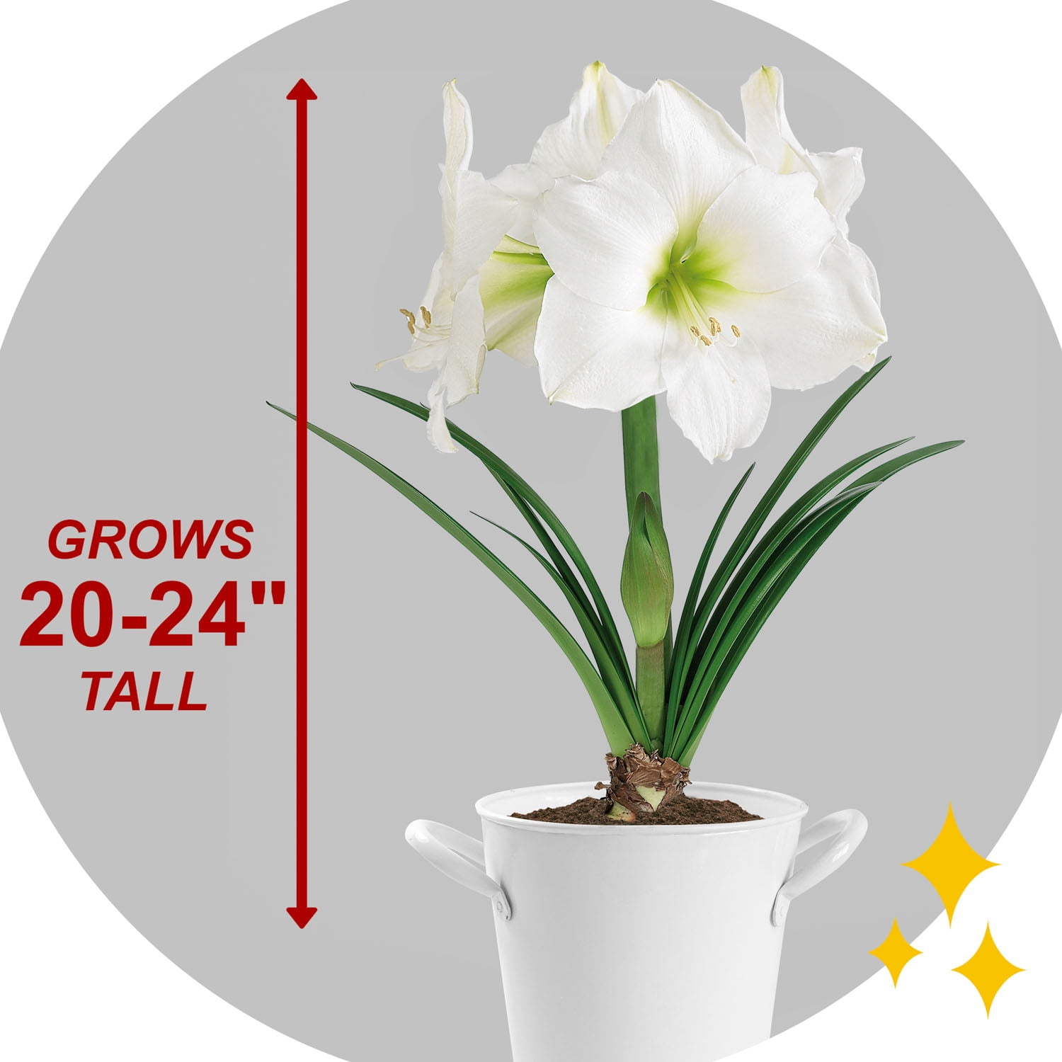 Garden State Bulb White Christmas Amaryllis Flower Bulb, 28/30cm (Bag of 3)