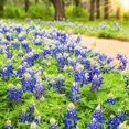 1000+ Texas Premium Seeds Wonderful Gardenning Gift for