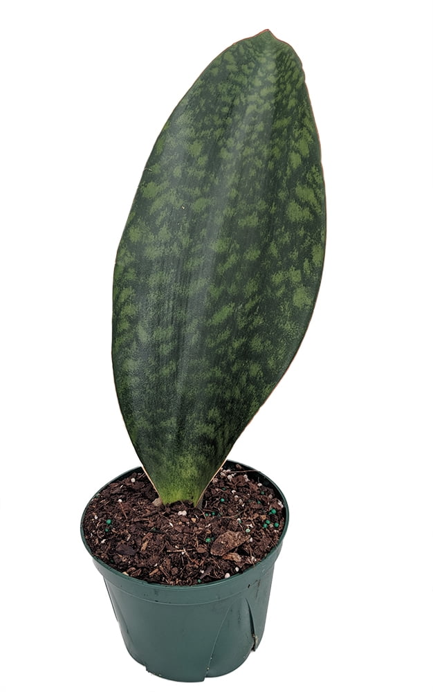 Shark Fin Snake Plant - Whale Fin - Sanseveria masoniana - 6' Pot - Collector's