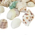 thumbnail image 3 of HLONK 100G Mixed Beach Colorful Seashells Craft Aquarium Home Decoration, 3 of 3