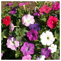 Everwilde Farms - 1 oz Mixed Dwarf Petunia Garden Flower Seeds - Gold Vault Bulk Seed Packet
