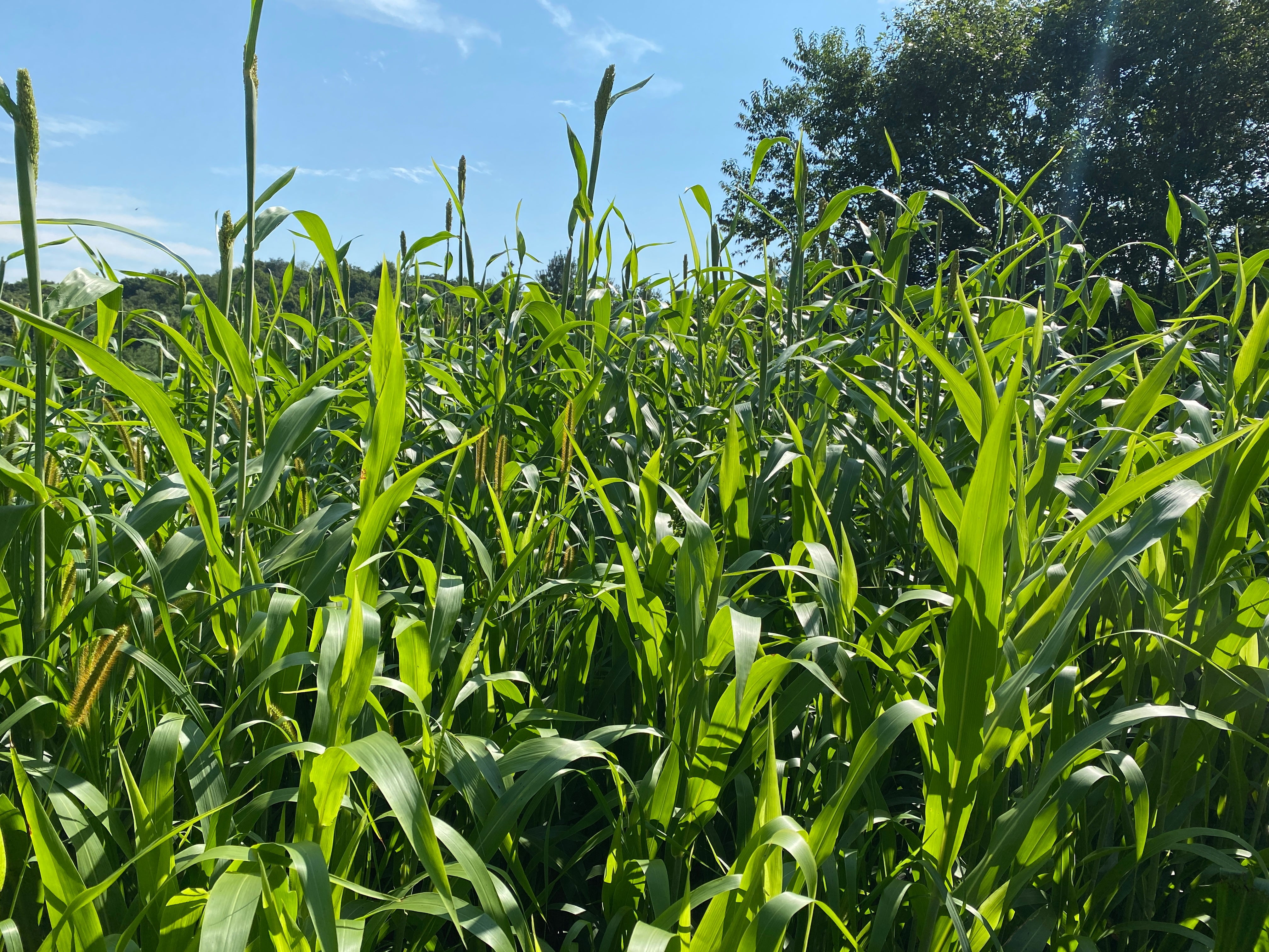 Hale Habitat & Seed Food Plot Screen Seed Mix, Tall & Thick Cover for Hunting & Habitat, 1000 Feet
