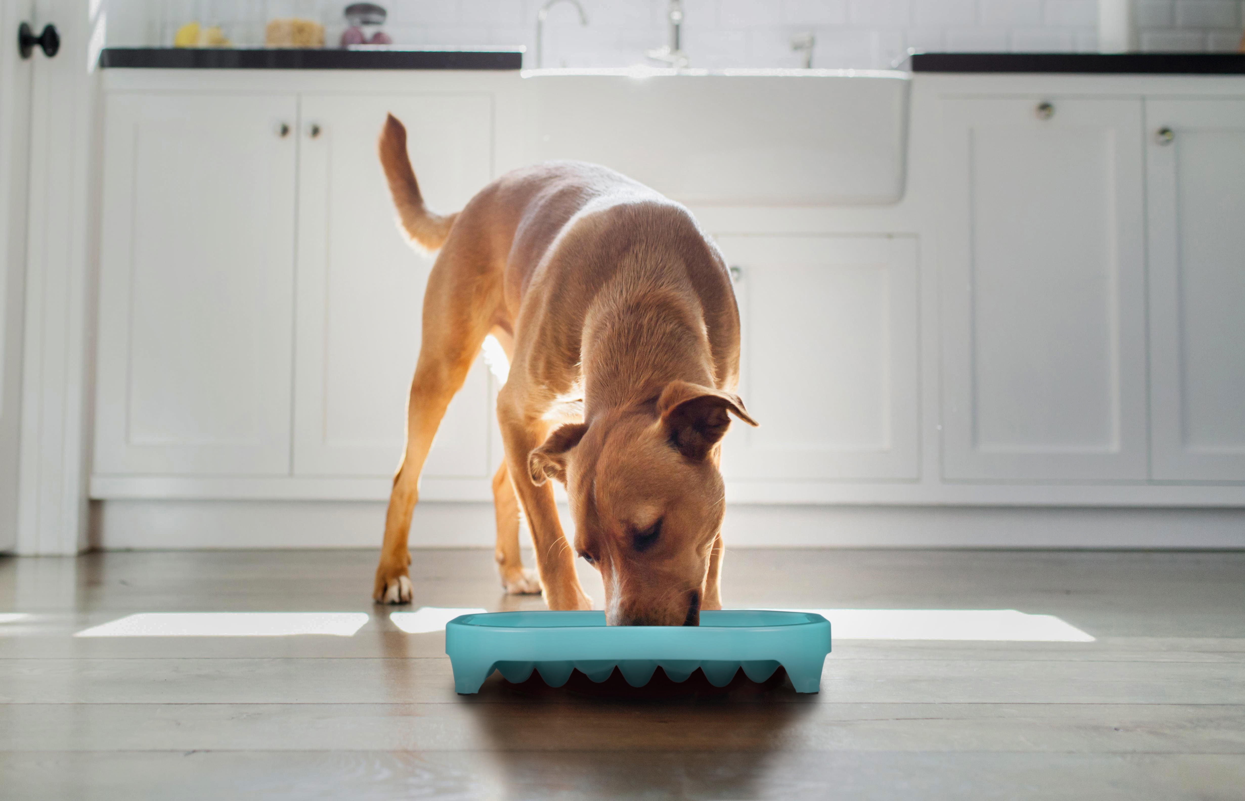 Neater Pet Brands Neater Slow Feeder Double Diner Food and Water Bowl - Improves Digestion, Stops Obesity, and Slows Down Eating, Aquamarine