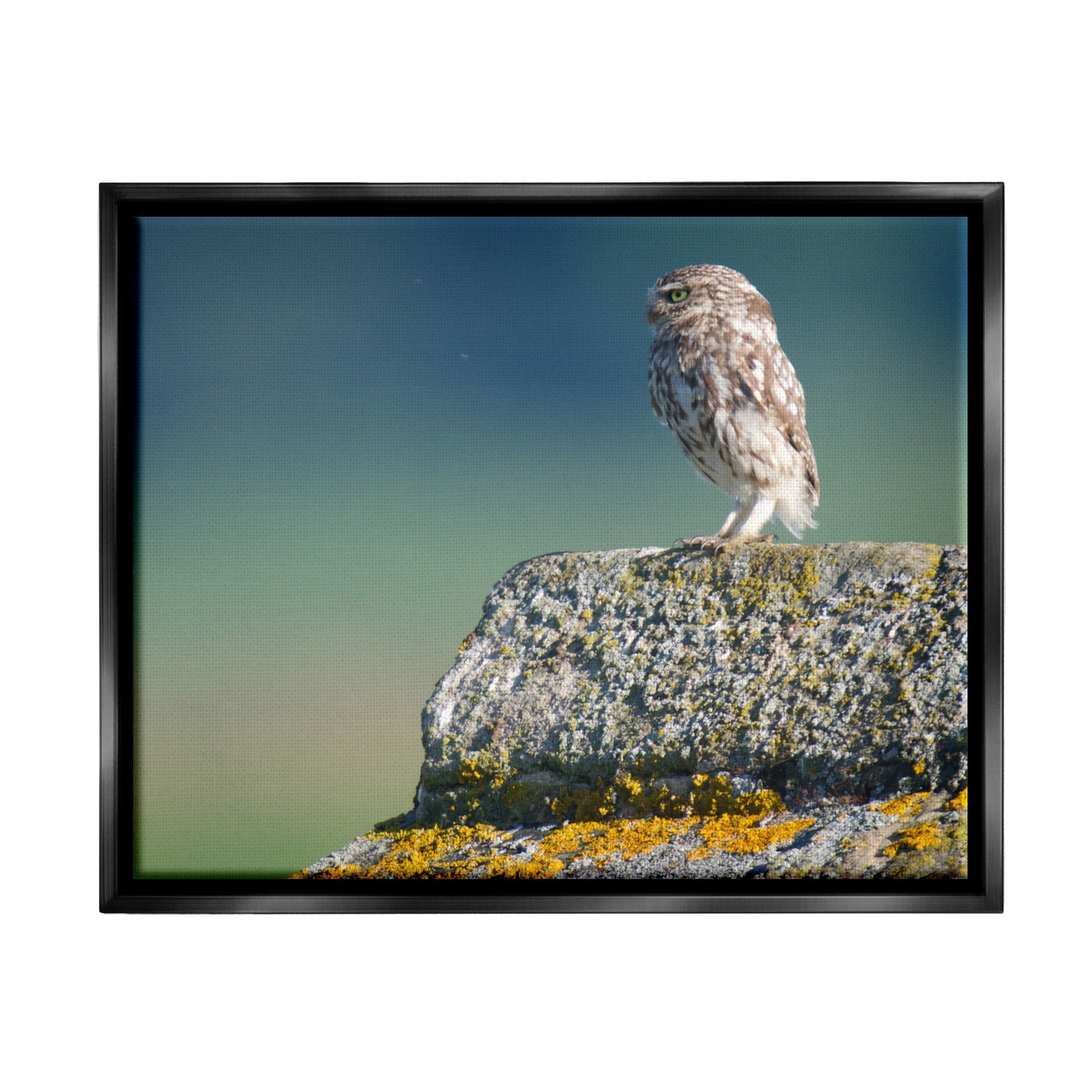 Stupell Industries Small Owl Gazing Thoughtfully Mossy Rock Scenery Photograph Luster Gray Floating Framed Canvas Print Wall Art, Design by James Dobson