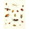 thumbnail image 2 of Johann Heinrich Sulzer 19x24 Gold Ornate Framed and Double Matted Museum Art Print Titled - Dr. Sulzer's Short History of Insects, Pl. 10 (1776), 2 of 4