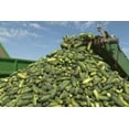 thumbnail image 5 of Best Maid Whole Dill - 5 Gallon - 60-80ct, 5 of 7