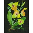 thumbnail image 2 of Wang, Melissa 12x14 Gold Ornate Wood Framed with Double Matting Museum Art Print Titled - Telipogon Caulescens II, 2 of 4
