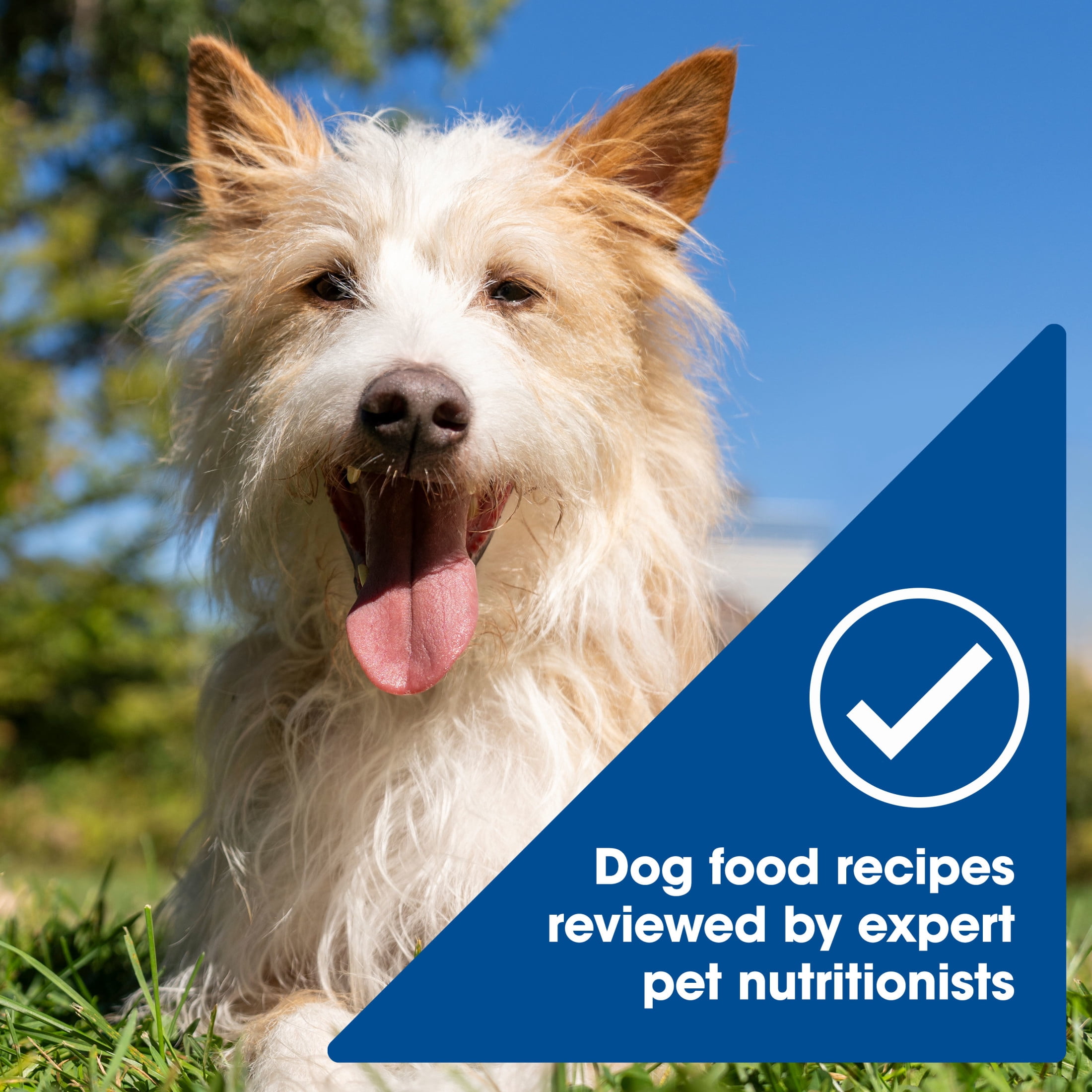 (4 pack) Nature's Recipe Chicken, Salmon & Turkey Wet Dog Food Variety Pack, 2.75 oz Cups (12 Pack)