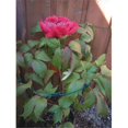 thumbnail image 1 of Supports de Fleurs de 24 Pouces X 30 Pouces - Pack de 12, 1 of 1