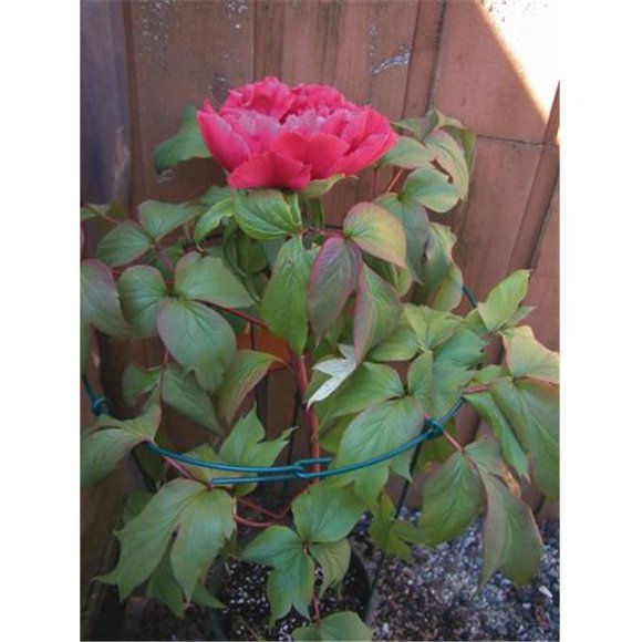 24 Count 18in. X 30in. Flower Supports   - Pack of 12