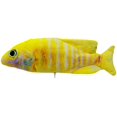 thumbnail image 1 of Jouet Poisson Floppy - Jouets pour Chien et Chat, 1 of 10