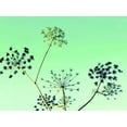 thumbnail image 2 of Bell, Lillian 24x19 White Modern Wood Framed Museum Art Print Titled - Cow Parsley II, 2 of 4
