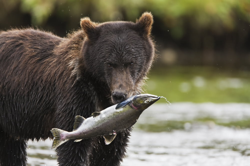 Brown Bear Feeds On Spawning Pink Salmon In A Salmon Stream In Windfall Harbor Of Admiralty Island National Monument In The Tongass National Forest Of Southeast Alaska Summer Canvas Art - Ray Bulson