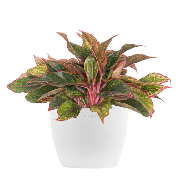 United Nursery Live Aglaonema Siam Aurora Indoor Houseplant 12-14in Tall in 6 inch Premium Ecopot Pure White