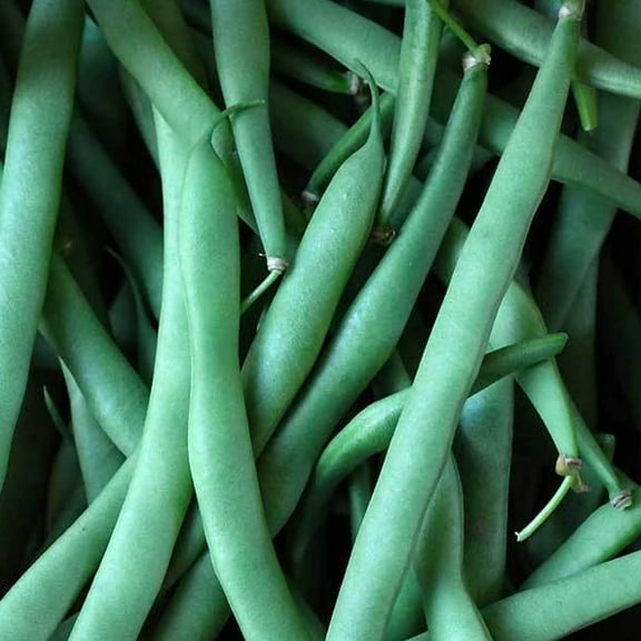 Kentucky Dreamer Bush Bean - 1/2 OZ ~46 Seeds - Heirloom Open Pollinated Non-GMO Farm & Vegetable Gardening Seeds